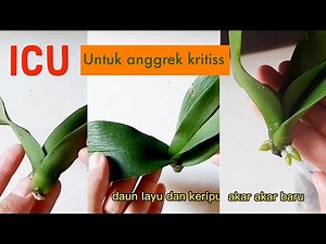 Cara menanam anggrek tanpa akar | Agar akar anggrek cepat tumbuh | Cara merawat anggrek bulan layu