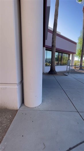 433K views · 16K reactions | I’m so excited to be able to work with this species! #everevolvingexotics #dreampet #newadditon #reptileshop #tucson #arizona #fedex #reptileshipment #reptiles #greentreemonitor #monitor | Ever Evolving Exotics | Facebook