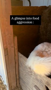 Slug is six years old. He’s been top dog until recently. Prim, age 2 knows she’s younger and can likely take him on especially with her back up, Pine. Bug and Pepper avoid feeding stations when the other dogs are near. It’s fun to see dynamics change, dogs mature and watch them work out pack drama. We have five adult dogs split across 4 pastures where they all have access to the barn where there are 4 feeding stalls. The 5th feeding stall is in the sheep pasture which is most utilized by Bug. We