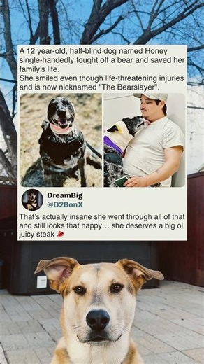12 Year Old Dog Honey Fights Off Bear and Saves Family