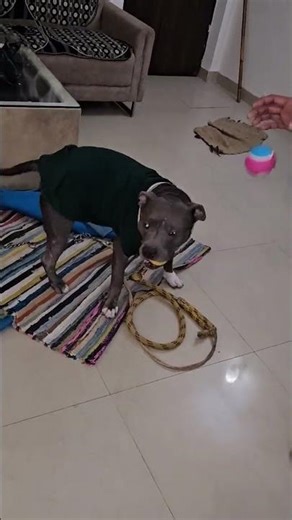 meri favourite chij aayi🕺papa laye🥳 #trending #viral #shorts #dailyvlog #minecraft #youtube #cute