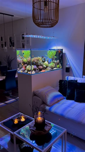 Flo‘s Reef on Instagram: "Light is life ☀️🪸 🧪: @oceamolab DUO + Regulator A&O 🧂: @ati_aquaristik Absolute Ocean & @nyos.aquatics Pure 💊: @nyos.aquatics & @ati_aquaristik full supplements 📈: @ati_aquaristik ICP OES/MS 📌: @aquawiz KH/Alkalinity Control 🌊: @aquaillumination Nero 5 & Nero 7 💡: @ati_aquaristik Straton Pro 102 #aquascape#aquarium#coralreef#reeftank#reef#fish#interior#coral#fishtank#livingroom#saltwateraquarium#reefporn#saltwater#wildlife#coralreeftank#ocean#coralporn#reeftanks