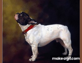 Dog Portraits on Make a GIF