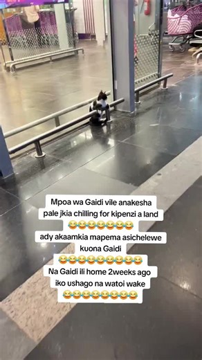 Mpoa Messenger Adventures: A Hilarious Skit