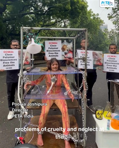 CAGED, STRAPPED and TORMENTED, PETA India Director Poorva Joshipura demands immediate shutdown of Palamur Biosciences Pvt. Ltd. for cruelty and the release of more than 1200 animals still imprisoned inside this house of horrors. 🧪🧫🐶🐷🐒🐄‼️ Palamur Biosciences has been exposed as a nightmare: beagles bred and left festering with wounds, monkeys abducted from forests, pigs poisoned, cows neglected. Whistleblowers revealed it all, and Committee for the Purpose of Control And Supervision of Expe