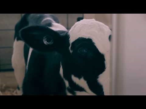 How to Properly Mix Calf Milk Replacer