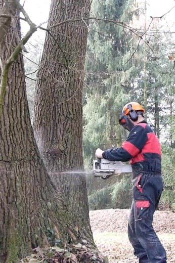 Cutting trees with a chainsaw with extreme caution #woodworking #woodcraft