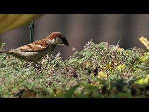 All About Sparrows | Nature Documentary