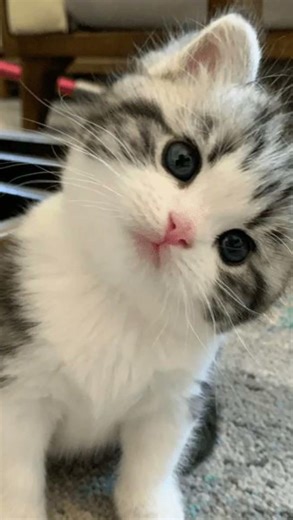 Cute Kitten Meowing Softly 🐾 #calmkittens
