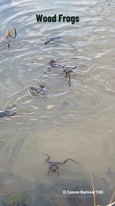 🐸Happy World Frog Day!🐸 One of the first and surest signs of spring is the sounds of small frogs singing in vernal pools and ponds across the Midwest. Two of the most common early spring singers are wood frogs (Lithobates sylvaticus) and spring peepers (Pseudacris crucifer). Both species of frogs gather in large numbers at small, still bodies of water, where the males sing loudly to attract females. Wood frogs sound like a bunch of clucking chickens or quacking ducks, while spring peepers' son