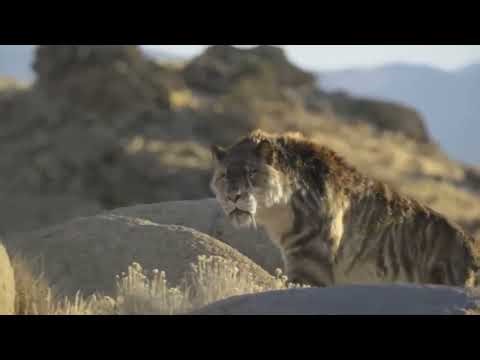 Prehistoric planet smilodon hunting prey