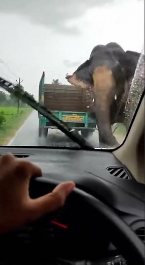 View from inside a car of an elephant falling onto the road and surviving