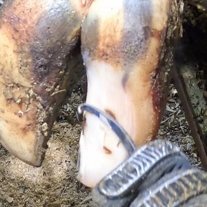 277K views · 1.9K reactions | "Must See" Cow Hoof Looks Like the Ultimate Potato Slicing! | Midwestern Hoof Trimmer | Facebook