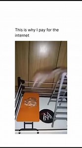 This is why i pay for the internet 🐸 💚 #frog #frogs #frogcute #froglife #froggy | Froggle