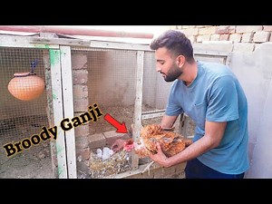 Ganji Murgi Ko Farmi Ando Pr Bitha Dia 🥰