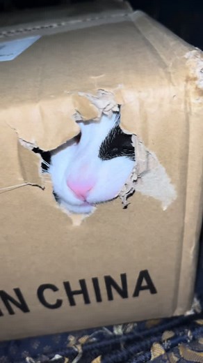 Cats Playing Squid Game with Unnie | Funny TikTok Edit Video