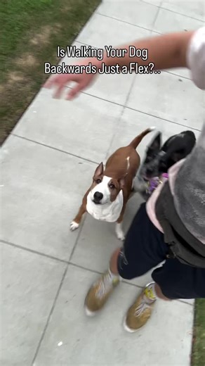 It looks cool, sure — but backwards walking is legit conditioning for your dog’s hips rear end 🐶🔥 #dog #dogtrick #dogtricks #cooldog #cool #dogtrainer #dogtraining #dogtrainingtips #backwards #offleash