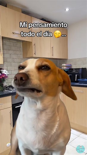 Que alguien me diga 😜 . . #meme #memesdaily #memecut #memes😂 #realidadetiktok
