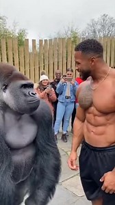 A man Check my muscles #gorilla #muscles | Umar Muryani