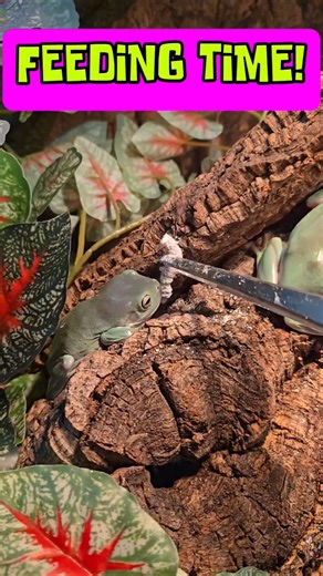 FEEDING TIME! EAT IT UP! 🪱🐸 #frog #feedingtime #eatitup