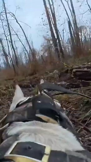 40K views · 1K reactions | Dogo argentino VS Jabalíe ☠️ #dogoargentino #caceria #perros | Presa Canario & Dogo argentino - Hyo-Peru. | Facebook