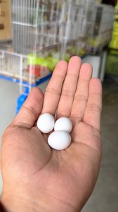 Love birds eggs candling | Birds Lover