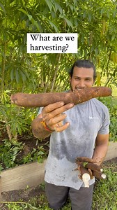 ✨Yuca, pronounced YOO-ka, is the root of the cassava plant. Its name can be confusing because of its similarity to the southeastern United States desert plant native called the yucca (pronounced YUHK-a). The two are unrelated, though the spelling is often used interchangeably. ✨Yuca, or cassava, is a major staple food in the developing world, providing a basic diet for over half a billion people. It is one of the most drought-tolerant crops, capable of growing in marginal soil. Here in the US, t