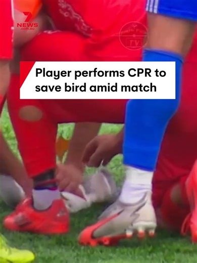 Soccer Player Rescues Seagull During Match in Istanbul