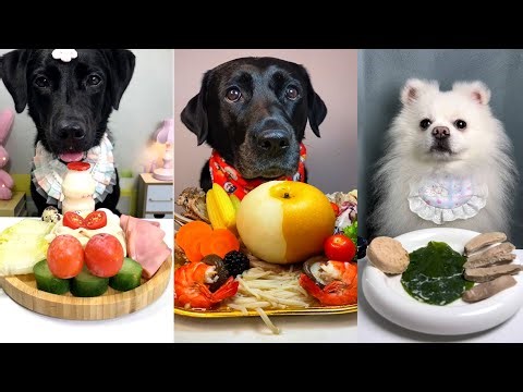 Ultimate Dog Food Challenge🍽️ | Labradors & Pomeranian Try Unique Foods! | Dog Mukbang