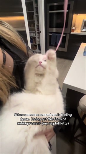 Works instantly and very time #catsoftiktok #ragdollcat #ragdollkitten #ragdoll #cat