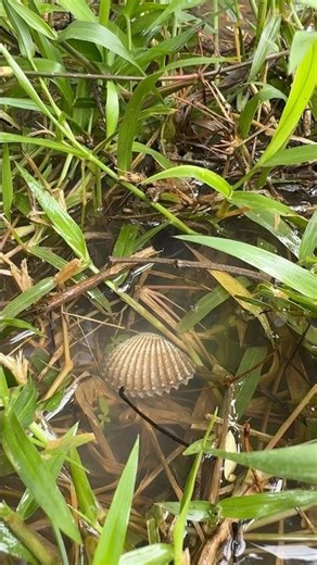 AMAZING PEARLS IN CLAM FOUND #clam #pearls #crystals #oysters #shorts