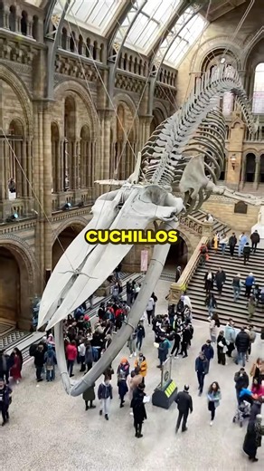 ¿Sabías que los museos usan un ejército de escarabajos carnívoros para limpiar huesos? 🪲🦴 #ciencia