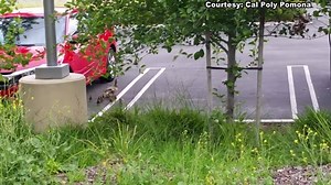 LUCKY DUCKS: A distraught mother duck poked her head through a fence to keep a watchful eye on the rescue operation below after her ducklings tumbled into a concrete flood control channel in Pomona. Firefighters gently scooped up the ducklings one-by-one and reunited them with Mom: http://4.nbcla.com/SAavY4r | NBC LA