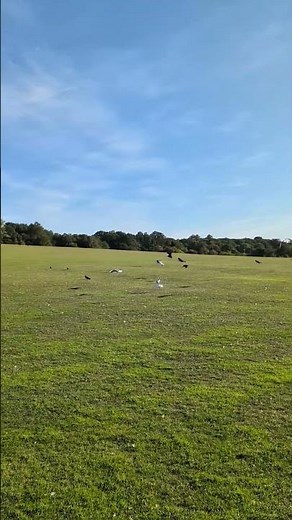 Birds fly in an epic slow motion