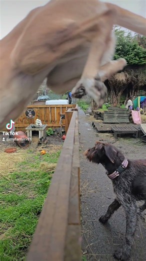 lurcher jumping #puppy #puppy #baroque #goat #pets #yourdog #doglife #yourpet #rescuedog