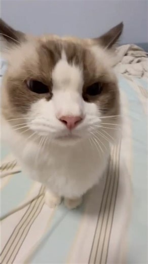 POV: The enemy expected an explosion. You delivered a meow 😼💥