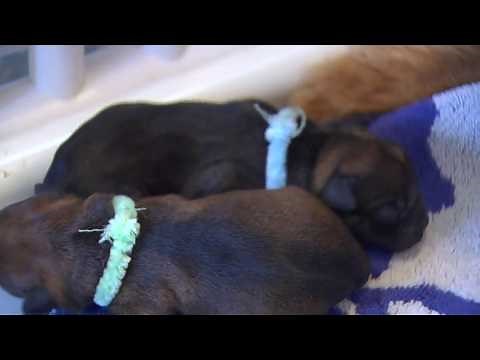 Cute Newborn Puppies Playing