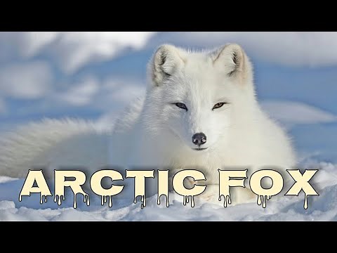 Arctic fox sounds, arctic fox scream