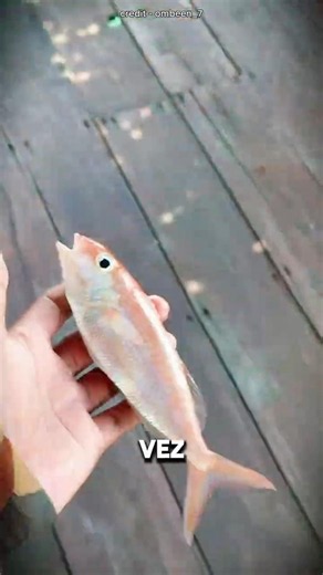 Ele Criou Peixes Gastando Nada!