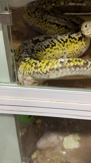 El Panadero con el Pan: F3nix Reptiles Reticulated Python