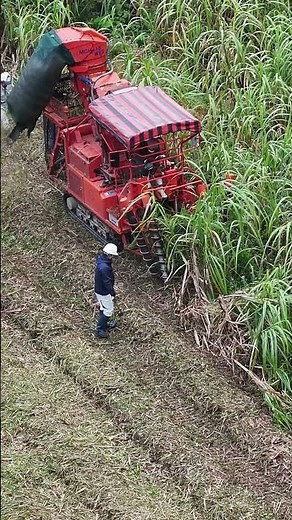 サトウキビ畑収穫の様子