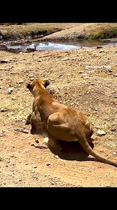 1.2M views · 8.5K reactions | Close-up Lioness Hunting 女 #LionessHunt #WildlifeCapture #PredatorProwess #NatureDocumentary | Tvpchapadinha | Facebook