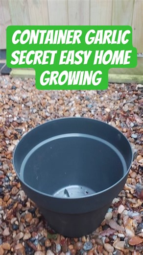 You Will Never Buy Garlic After Seeing This. #shorts