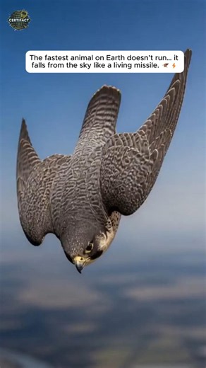 The Fastest Animal On Earth Is A Bird 😱