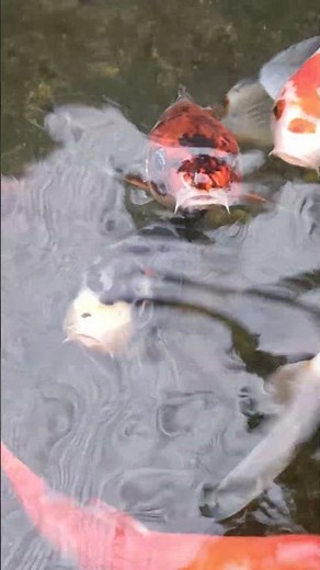 "How to Build a Perfect Koi Pond for Farming"#koi