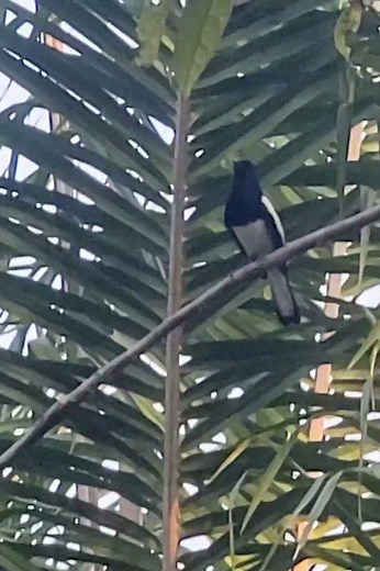 Burung Kacer liar #short