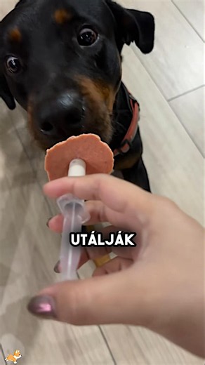 A kutyák utálják a gyógyszereket 😂