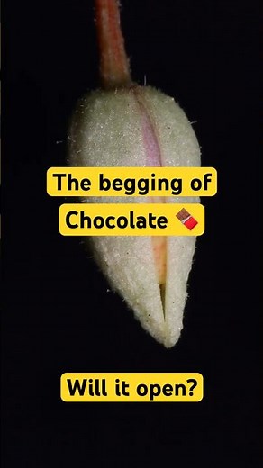 Chocolate flowering 🍫🌸 #cocoatree