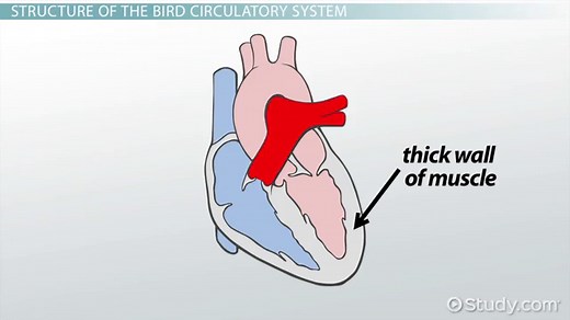 Bird Circulatory System | Heart, Structure & Functions