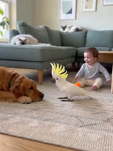 Mr. Parrot's Hilarious Home Gym Workout